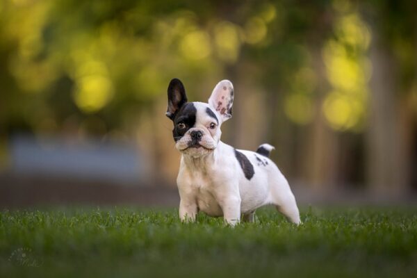 French Bulldog Puppy for Sale