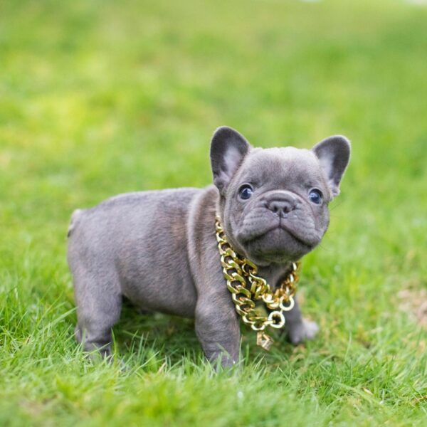 French Bulldog Puppy for Sale
