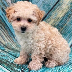 Miniature Poodle Puppy for Sale