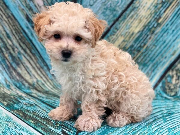 Miniature Poodle Puppy for Sale