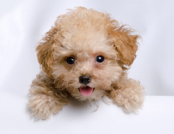 Miniature Poodle Puppy for Sale