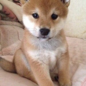 Shiba Inu Puppy for Sale