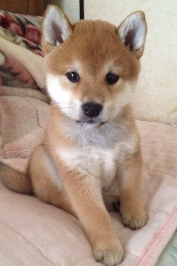 Shiba Inu Puppy for Sale