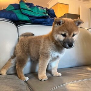 Shiba Inu Puppy for Sale