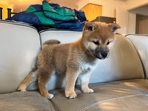 Shiba Inu Puppy for Sale