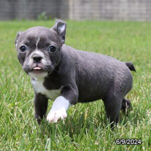 Boston Terrier Puppy for Sale