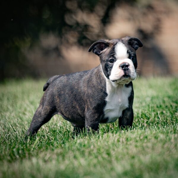 Boston Terrier Puppy for Sale