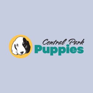 Boston Terrier Puppy for Sale