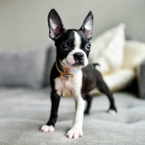 Boston Terrier Puppy for Sale