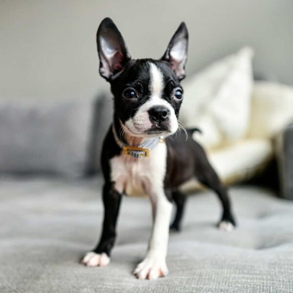 Boston Terrier Puppy for Sale