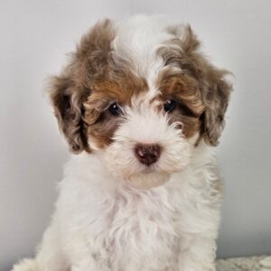 Miniature Poodle Puppy for Sale