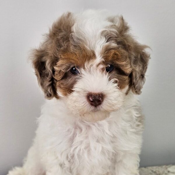 Miniature Poodle Puppy for Sale