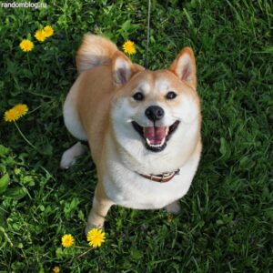 Shiba Inu Puppy for Sale