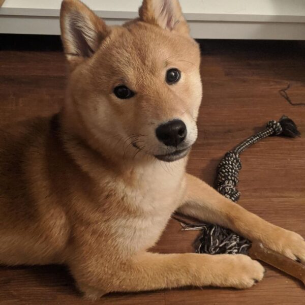 Shiba Inu Puppy for Sale