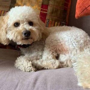 Miniature Poodle Puppy for Sale
