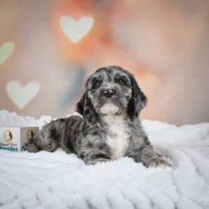 Miniature Poodle Puppy for Sale