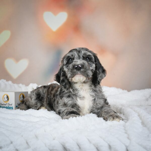 Miniature Poodle Puppy for Sale