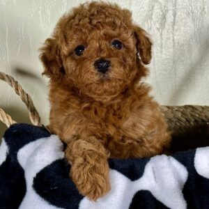 Miniature Poodle Puppy for Sale
