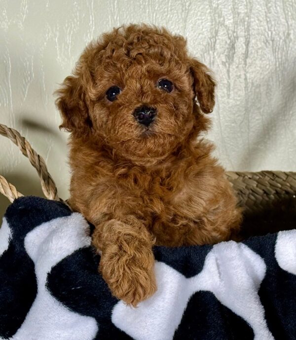 Miniature Poodle Puppy for Sale