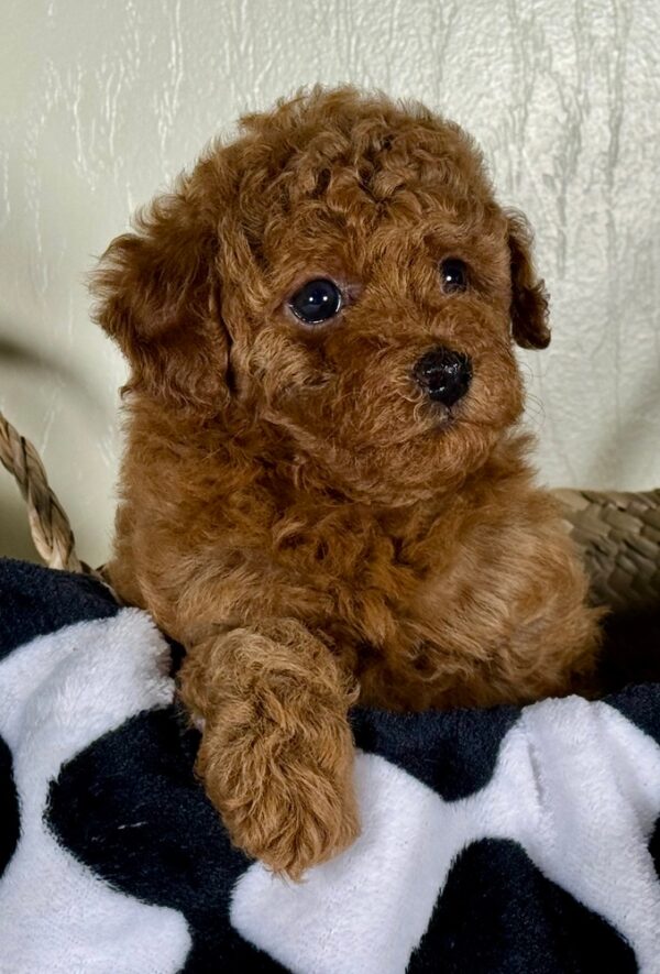 Miniature Poodle Puppy for Sale