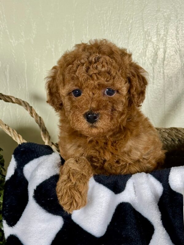Miniature Poodle Puppy for Sale
