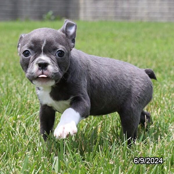 Boston Terrier Puppy for Sale