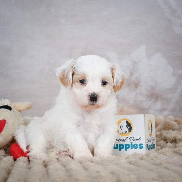Miniature Poodle Puppy for Sale