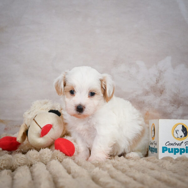 Miniature Poodle Puppy for Sale