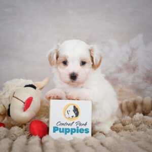 Miniature Poodle Puppy for Sale