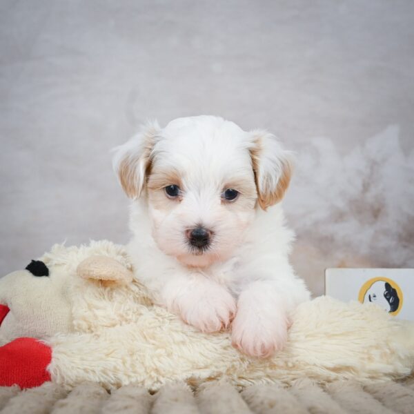 Boston Terrier Puppy for Sale