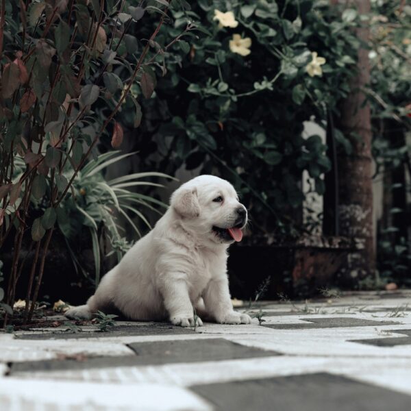 Shiba Inu Puppy for Sale