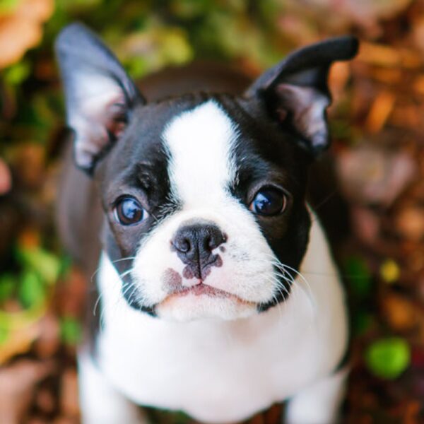 Boston Terrier Puppy for Sale