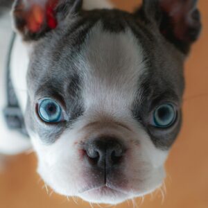 Boston Terrier Puppy for Sale