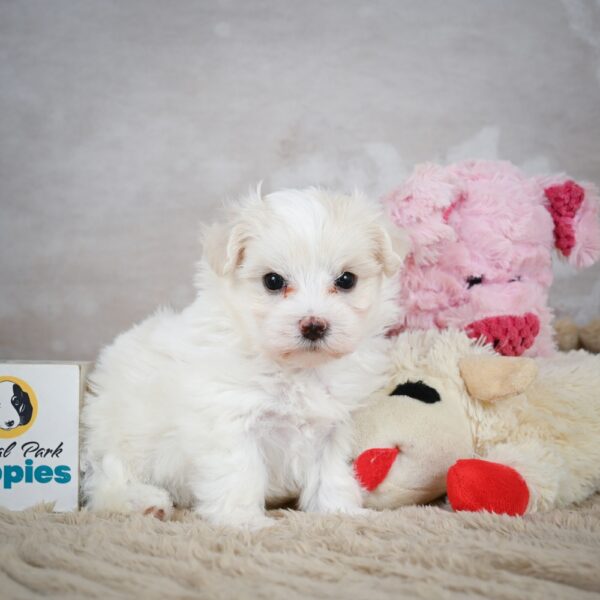 Shiba Inu Puppy for Sale