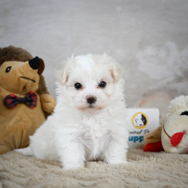 Shiba Inu Puppy for Sale