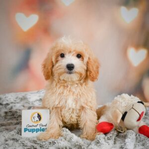 Miniature Poodle Puppy for Sale