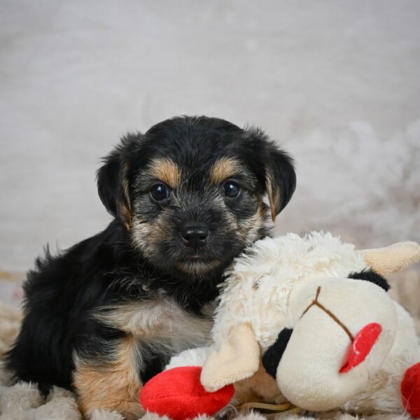 Boston Terrier Puppy for Sale