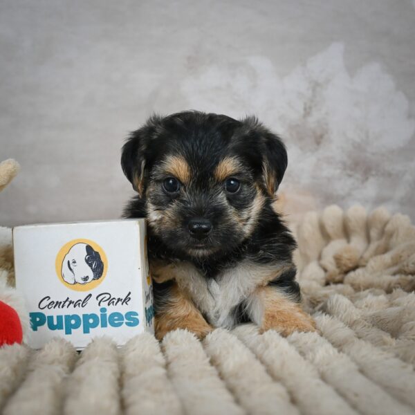 Boston Terrier Puppy for Sale