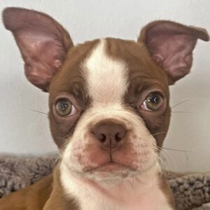 Test Breed Puppy for Sale