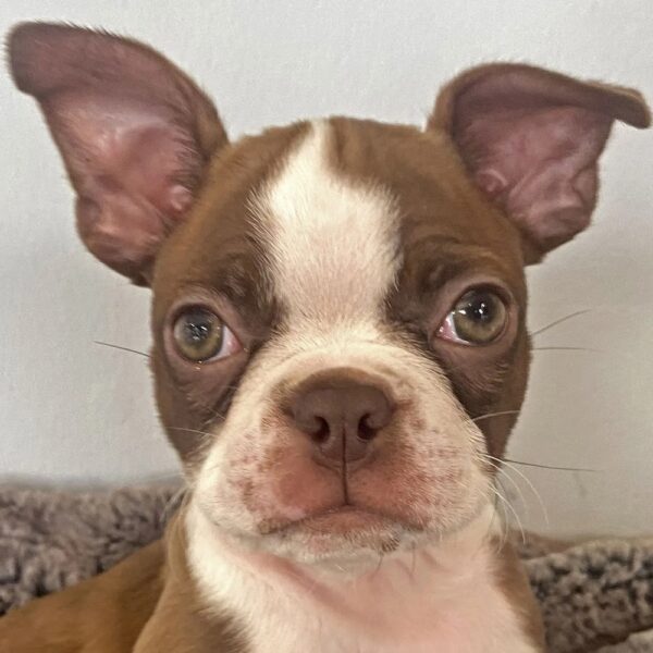 Test Breed Puppy for Sale