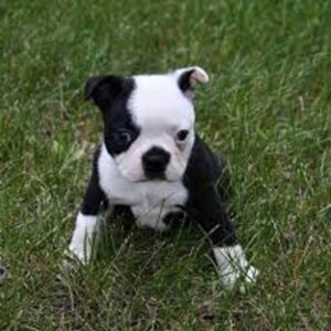 Boston Terrier Puppy for Sale