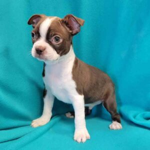 Boston Terrier Puppy for Sale
