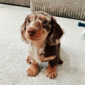 Mini Dachshund Puppy for Sale
