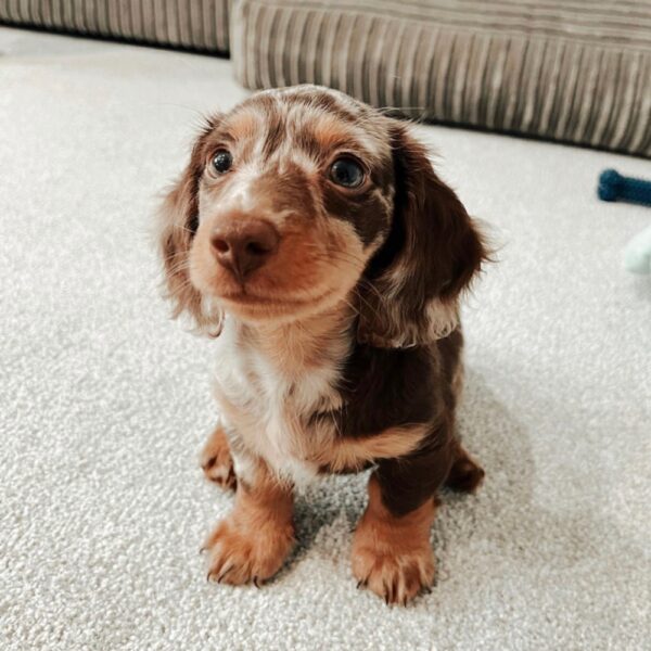 Mini Dachshund Puppy for Sale