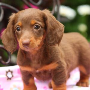 Mini Dachshund Puppy for Sale
