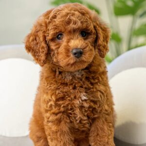 Miniature Poodle Puppy for Sale