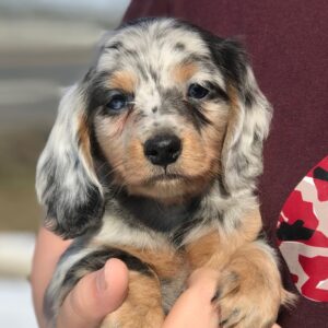 Mini Dachshund Puppy for Sale