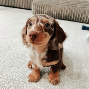 Mini Dachshund Puppy for Sale