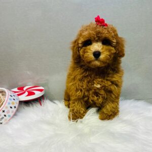 Maltese Puppy for Sale