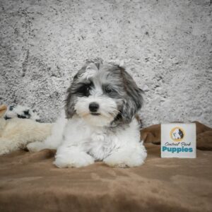 Toy Australian Shepherd Puppy for Sale